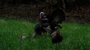 Struttmasters thumbnail