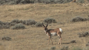 Eyes on the Prize thumbnail