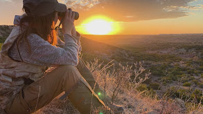 A Blonde Ram thumbnail