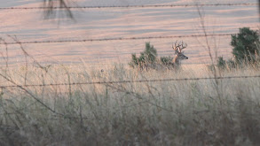 The Story of OJ the Whitetail thumbnail
