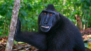 The Funkiest Monkeys thumbnail