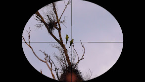 Parra Shoot thumbnail