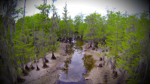 Team Primos Hunts Turkeys & Hogs in Florida thumbnail