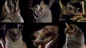 The Bat Man of Mexico thumbnail