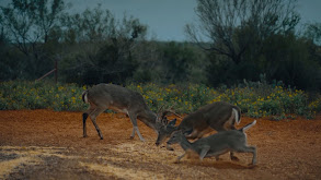 Cactus Jack Ranch thumbnail