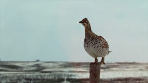 Hockey Pucks and Gnarly Bucks thumbnail