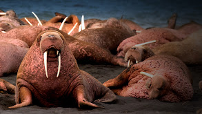 Walrus: Life on Thin Ice thumbnail