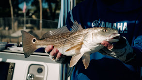 Amelia Angler thumbnail