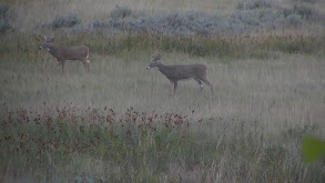 Shane's Show: Hunting Vacation thumbnail