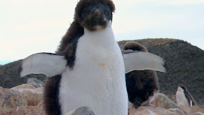 Wild in Winter thumbnail