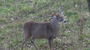 Go With The Flow thumbnail