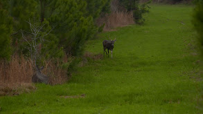 Team Primos Chases Whitetail: Part 4 thumbnail