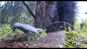 Survival Trapper thumbnail