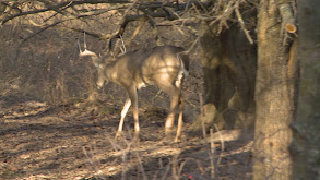 Baby Booner or Bust - 2018 thumbnail