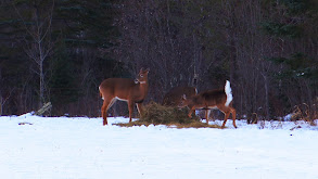 Bucks in the Snow thumbnail