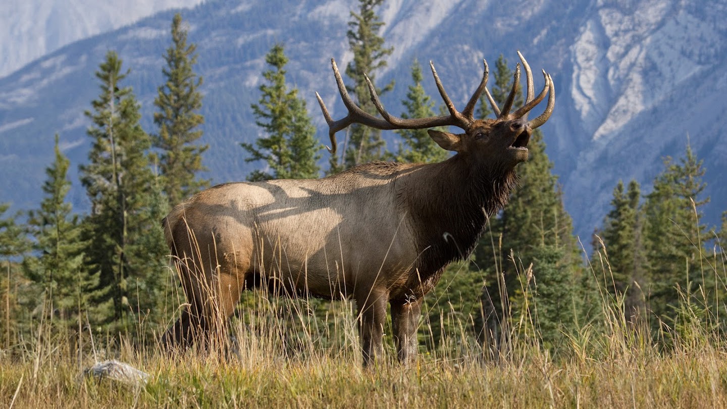 Watch North American Elk: Endless Bugles live