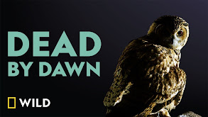 Dead by Dawn thumbnail