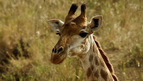 Perfect Parents thumbnail