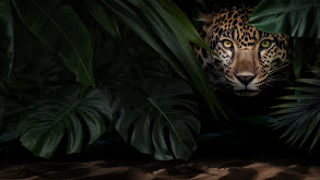 Jaguar Beach thumbnail
