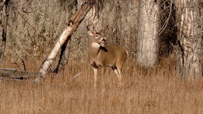 Montana for the Win thumbnail