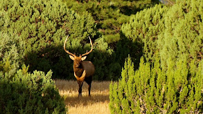 Arizona Muzzy Magic thumbnail