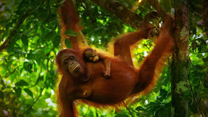 Parenthood: Grasslands thumbnail