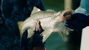 The Ozz-Man thumbnail