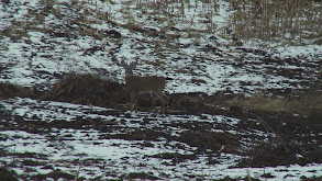 Working Class Whitetails, Part 2 thumbnail