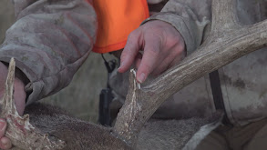 At Home in the Sandhills thumbnail