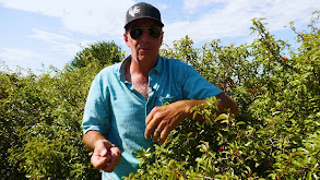 Sand Hill Plumbs thumbnail