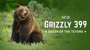 Grizzly 399: Queen of the Tetons thumbnail