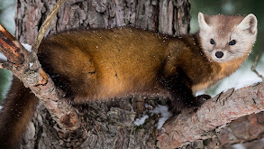 The Mighty Weasel thumbnail