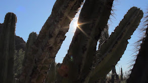 A Dark Horn Adventure thumbnail