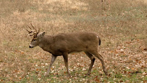 Decoy Dreams in Kansas thumbnail