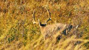 Alberta Spot & Stalk thumbnail