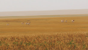 Prairie Pronghorns thumbnail