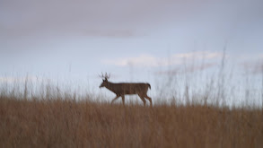 Mark's Whitetail Dream Hunt (Sort of) thumbnail