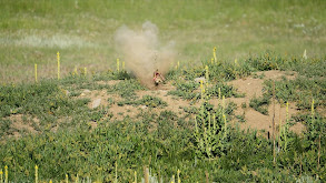 New Mexico Prairie Dogs thumbnail