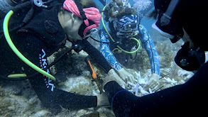 Coral Reef Restoration thumbnail
