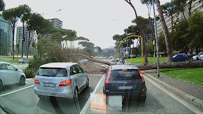 Sterling and Lolo Wood CXI thumbnail