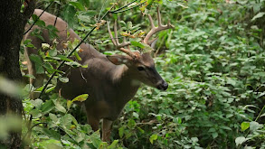 Missouri Mishaps thumbnail