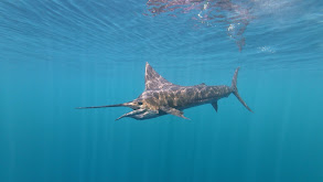 Into the Deep: Tropic Star - Part 3 thumbnail