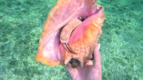 Free Diving in The Bahamas for Queen Conch - Catch Clean Cook thumbnail