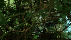 MO's Early Season thumbnail