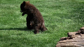 Nature's Newborns in Spring and Fall thumbnail