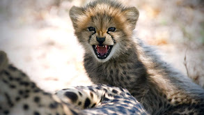 The Story of Cats: Asia to Africa thumbnail