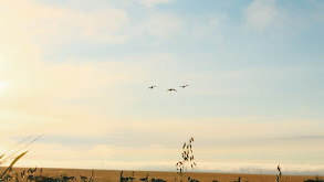 A Waterfowl Paradise in Saskatchewan thumbnail