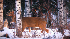 Saskatchewan Buck Country thumbnail