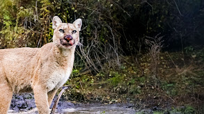 Willow: Diary of a Mountain Lion thumbnail