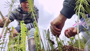 Future of the Forty thumbnail